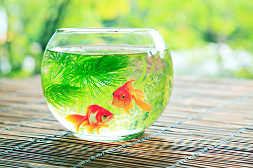 居家养鱼风水讲求，怎么养鱼招财气？